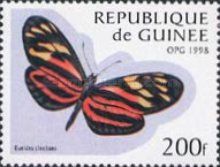 Isabella's Longwing (Eueides cleobaea)