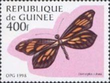 Cuban Dismorphia (Dismorphia cubana)