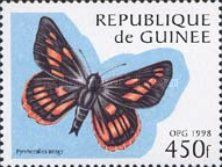 Caribbean Skipper (Pyrrhocalles antiqua)