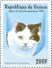 English Shorthair Bicolor (Felis silvestris catus)