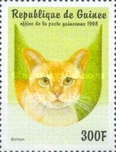 Burmese (Felis silvestris catus)