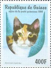 American Wirehair (Felis silvestris catus)