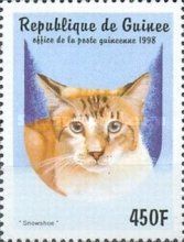 Snowshoe (Felis silvestris catus)