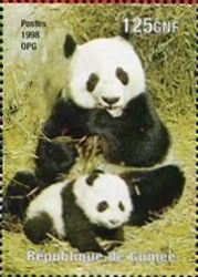 Giant Panda