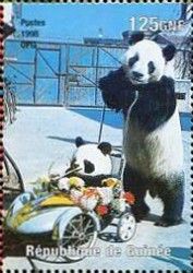 Giant Panda