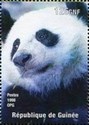 Giant Panda