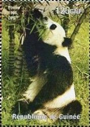 Giant Panda