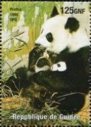 Giant Panda