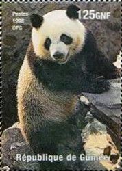 Giant Panda