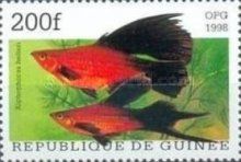 Green Swortail (Xiphophorus helleri)