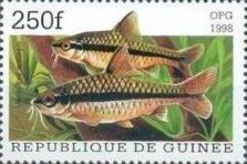 Barb (Barbodes miolepis)