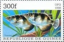 Seven-spot Archerfish (Toxotes chatareus)