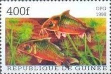 Britski's Catfish (Brochis britskii)