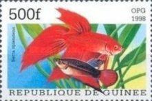 Siamese Fighting Fish (Betta splendens)