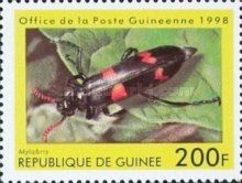 Blister Beetle (Mylabris sp.) 