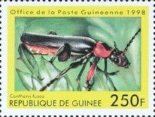 Soldier Beetle (Cantharis fusca)
