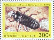 Yellow Mealworm Beetle (Tenebrio molitor)