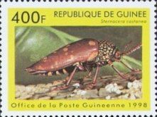 Beetle (Sternocera castanea)