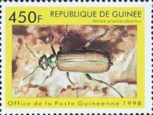 Black Oil Beetle (Meloe proscarabaeus)