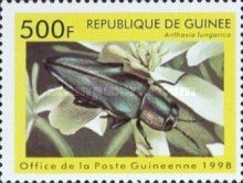 Metallic Wood Boring Beetle (Anthaxia hungarica)