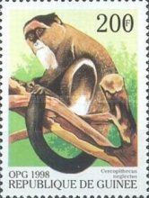De Brazza's Monkey (Cercopithecus neglectus)
