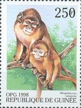 Angolan Talapoin (Miophithecus talapoin)