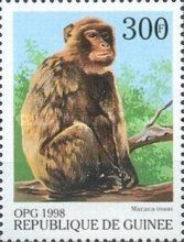 Crab-eating Macaque (Macaca irus)