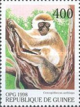 Grivet Monkey (Chlorocebus aethiops)