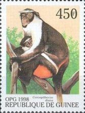 Diana Monkey (Cercopithecus diana)