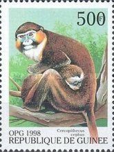 Moustached Guenon (Cercopithecus cephus)