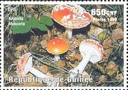 Amanita muscaria