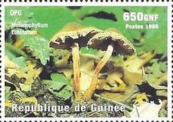 Melanophyllum haermaatospermum