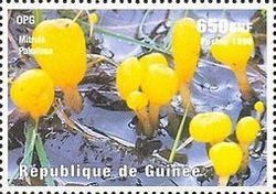 Mitrula paludosa