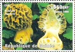 Morchella esculenta