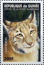 Lynx pardellus