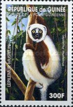 Weasel Sportive Lemur (Lepilemur mustelinus)
