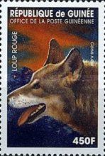 Wolf (Canis rufus)