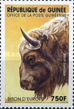 European Bison (Bison bonasus)
