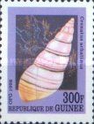 Lined Caribbean Land Snail (Crenatus achatinus)