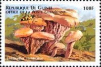 Lentinellus cochleatus