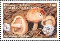 Leucocortinarius bulbiger