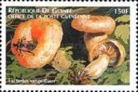 Lactarius sanguifluus