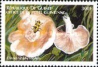 Clitocybe phyllophila