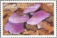 Calocybe ionides