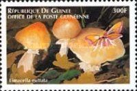 Limacella guttata