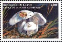Suillus placidus