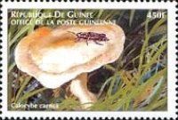 Calocybe carnea