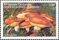 Suillus luteus