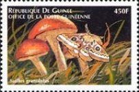 Suillus granulatus