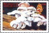 Pleurotus cornuscopiae